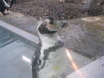 旭山動物園 ペンギン 画像