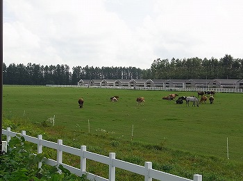 花畑牧場 牛